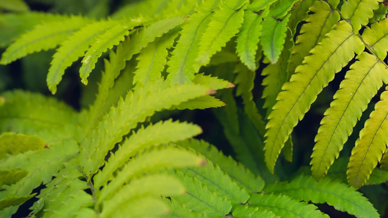 Close up of ferns present at the Bentley factory