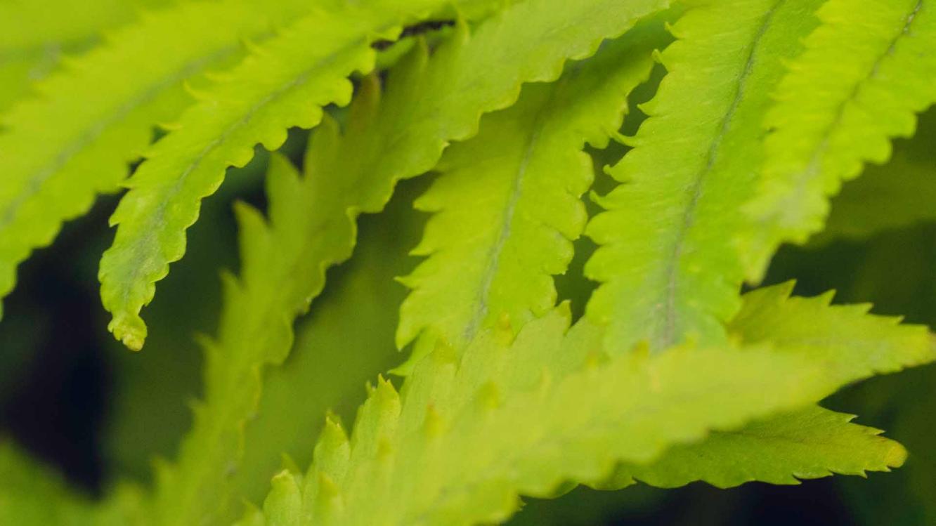 Close up of ferns present at the Bentley factory